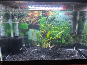 Pişiklər: Dördbucaq akvarium, Balıqlarla birlikdə, 25 l, Ünvandan götürmə