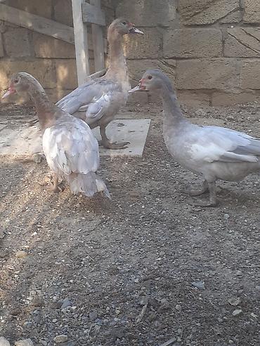 sabuncu toyuq bazari 2022: Erkek ordekler 30 man . aglar (pekin) biri 8 man. diri cekileri 1kg — 7