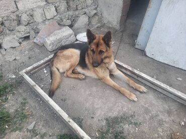 tula it: Alman çoban iti, 3 il, Erkek, Ünvandan götürmə
