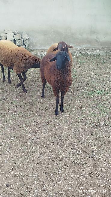 Рогатый скот: Qoyunlar – Qarabaş (qəhvəyi-qara rəngli), qulaqcıqlı yerli cins - Say — 4