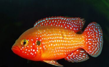 akvarium xırdalan: Аквариумные рыбы 
Хромис-красавец.
Длина 5-7см