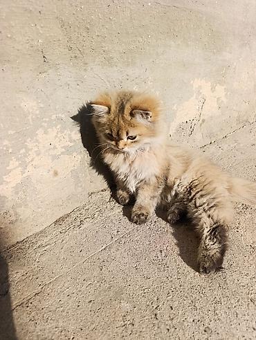 шотландская котята: Скотиш Страйт (Шотландская прямоухая), 4 месяца, Мальчик, Золотая шиншилла, Приучена к лотку, Проглистована — 5