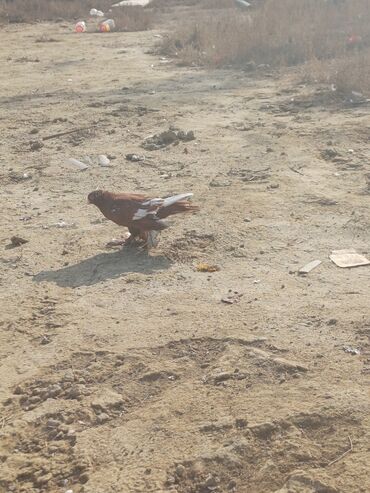 Göyərçinlər: Məhsul: Göyərçin sürüsü Təsvir: - Şəkillərdə müxtəlif rəng və — 13