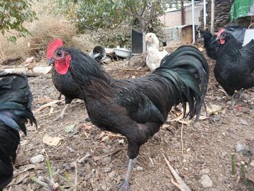 Куры, петухи: Продаю | Петух | Для разведения — 9