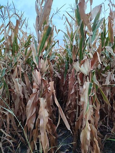 ориентальная кошка цена: 🌽🌽🌽жүгөрү сатылат ✅Сорт:ПЛ-700 ПОД КОМБАЙН Кукуруза на продажу — 3