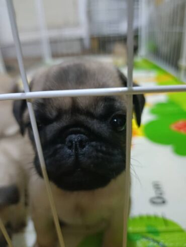 Продажа собак: Щенки мопса - Порода: мопс, окрас бежевый с чёрной маской - — 6