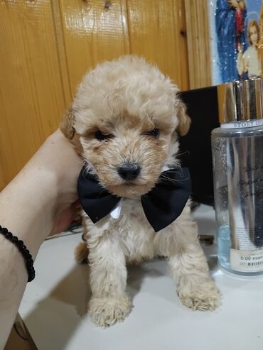 сколько стоит щенок акита ину: Пудель, 1 месяц, Самец