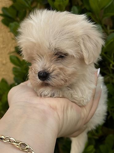 İtlər: Peyvəndli — 4