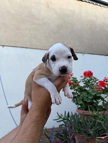 malamut satılır: Pitbul, 1 ay, Peyvəndli — 4