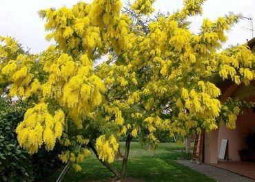 gül ağacı: Mimoza hemse yaşil gul ağacı ölçüler muxtelifdir qiymet ferqlenir