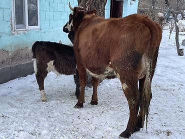 Коровы, быки: Продаю | Корова (самка) | Полукровка | Для молока | После отела at lalafo.kg — 7 Коровы, быки: Продаю | Корова (самка) | Полукровка | Для молока | После отела — 7