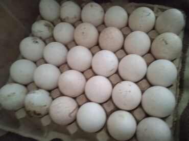 эбу январь 5 1: Продаю индюшиные яйца 
1 яйцо -100 сом
