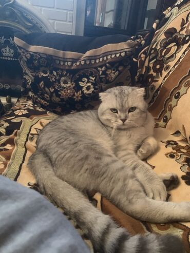 lalafo pişik: Шотладская вислоухая