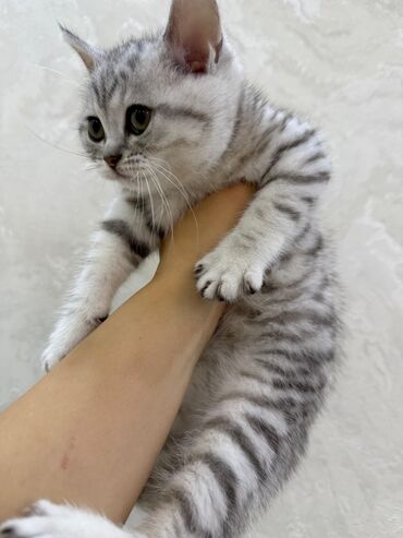 британская голубая кошка: Tabbi
