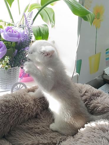 Продажа кошек: Скотиш Страйт (Шотландская прямоухая), 1 месяц, Девочка, Серебристая шиншилла, Приучена к лотку, Проглистована — 5