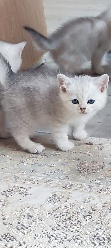 Pişiklər: Britan — 11