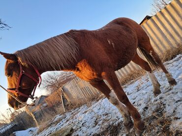 продажа пони: Продаю | Жеребец | Дончак | Конный спорт