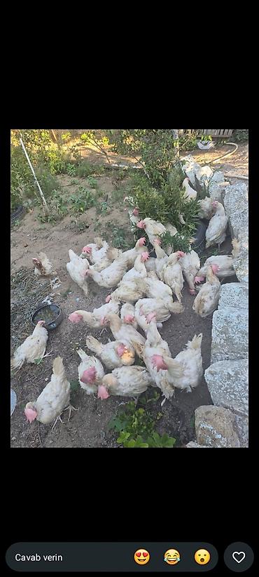 donuz heyvan: Toyuqlar satilir hergun yumurtlayirlar qiymət 5️⃣ azn — 1