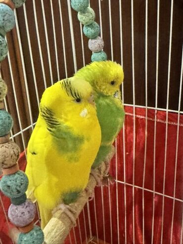 cennet qusu: Dalmatin papağanları (cüt) – qəfəs və aksesuarlarla - Növlər