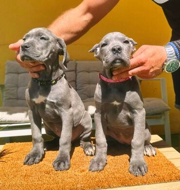 Psi: Cane corso, stenad 2 crne zenke i 2 sive zenke. Oštenjene 12.06.2025 na lalafo.rs — 10 Psi: Cane corso, stenad 2 crne zenke i 2 sive zenke. Oštenjene 12.06.2025 — 10