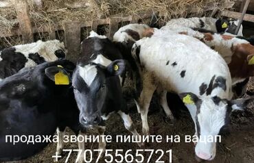 Коровы, быки: Продажа крупно-рогатый скот так же как на фотографии цена актуальная