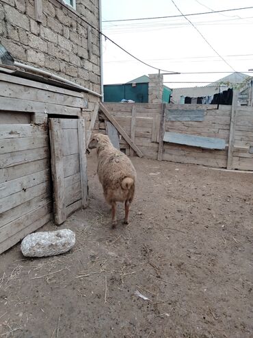 Qoyunlar, qoçlar: Razılaşmaq olar hamsı Erkəkdi qurbanlıqa yararlıdılar — 6