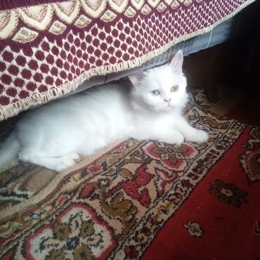 simmental ineklerin satisi: Van, Dişi, Yaxşı əllərə, Ünvandan götürmə