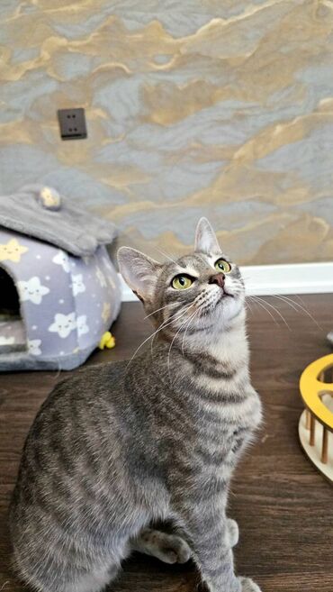 Pişiklər: Dişi, Yaxşı əllərə, Pulsuz çatdırılma — 10