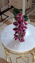 триммер садовый: Продаю ОРХИДЕИ.Все сортовые. Звонить на телефон