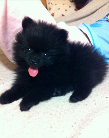 xaski it adlari: Şpitz, 2 ay, Ünvandan götürmə