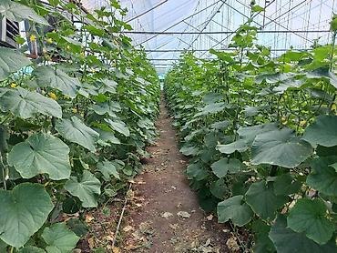 Продажа сельхоз предприятий: Кошара, 1500 соток, Действующий, С оборудованием, Электричество, Канализация, Отопление — 13