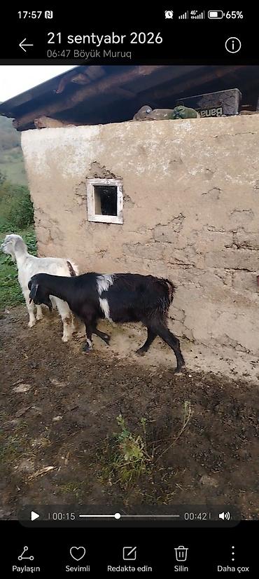 cins ineklerin satisi: Salam 1sanən 3 ana yerli keçi 1000m deyirəm real alıcı ilə razılaşmaq — 2
