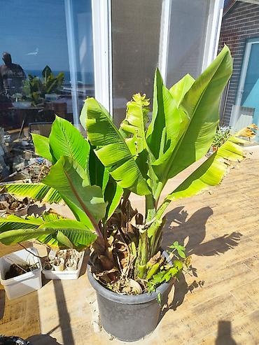 gül ağaçları: Banan bitkisi (ağacı) Ev şəraitində yetişdirilən banan bitkisi — 10