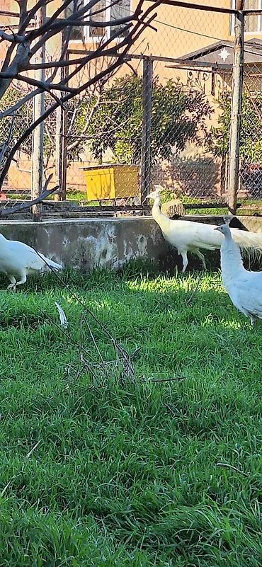 pekines ağ: Ağ tovuz quşları – dekorativ quşlar - Növ: Pavo cristatus (ağ rəng — 4