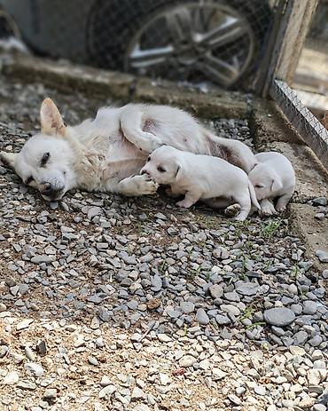 coban it: Zvonok, 2 ay, Dişi, Peyvəndli, Ünvandan götürmə — 6