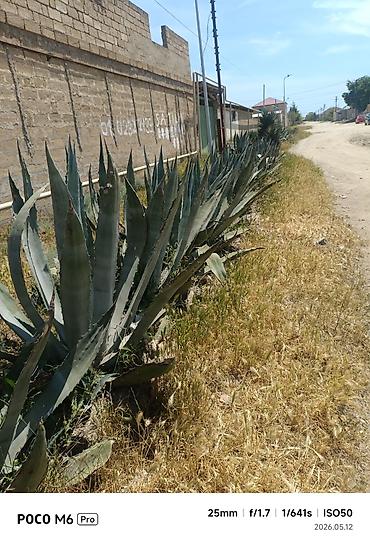 gila: Agave americana (Amerika aqavası) – böyük dekorativ sukulent - Növ — 5