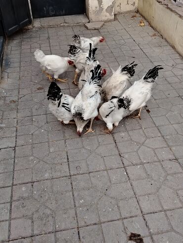 Xoruzlar: 10 ədəddir tam sağlam həyət heyvanlarıdi 8 ayligdilar diri çəkisi 2 — 7