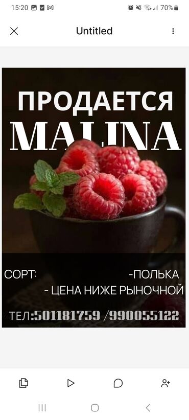 малина полка кочот: Малина