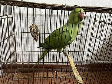 papuqay barter: Yaşıl rəngli üzükboyun papuqay (Aleksandr/quşu) – ələyatımlı və — 3