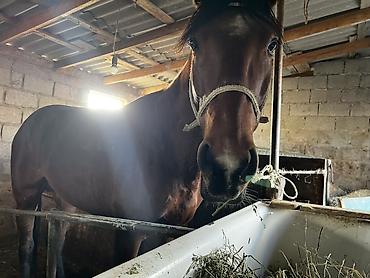 Лошади, кони: Продаю | Жеребец | Рабочий — 3