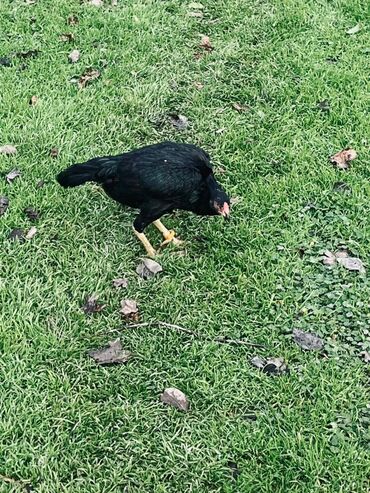 Cücələr: Toyuq cücələri, Damazlıq — 9