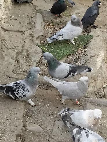 Quşlar: Orginal Hazır Yumurtaya Döyən boz çakmaklılar Satışa çıxdı. Quş çox — 3