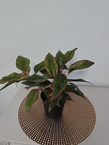 Папоротники: Калатея лонси калатея медальон — 12