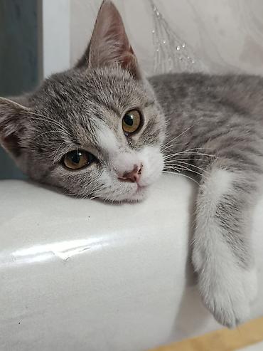 куплю коня: Кошка даром: Британская короткошёрстная, 1 год, Девочка — 5