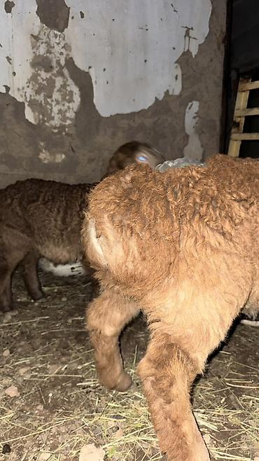 Баран, овца: Продаю | Овца (самка), Ягненок, Баран (самец) | Арашан | Для разведения — 21