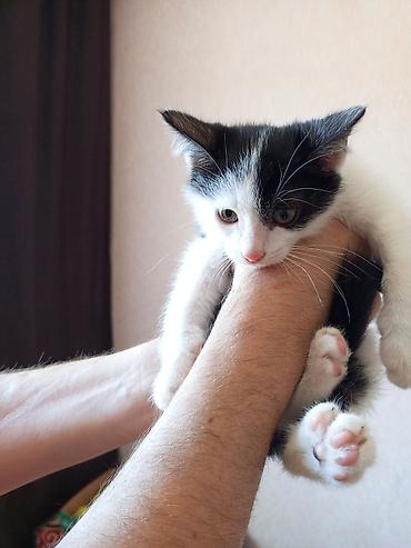отдам даром котят бишкек: Кошка даром: Беспородная, 2 месяца, Мальчик — 8