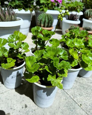 zolotoy us bitkisi: Geranlar satılır. Biri 3Azn ( Vaccab aktivdir