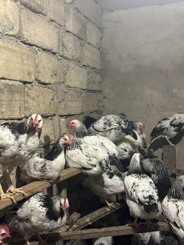 Akvariumlar: Toyuq, Brama, Damazlıq