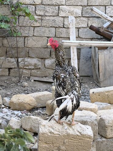 herati xoruz: Salam super heyvandi 1 yaşi var yaxşi damazixa yariyir .ucuz verməymə