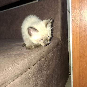 кошки сиамская: Кошка даром: Сиамская, 2 месяца, Мальчик — 4